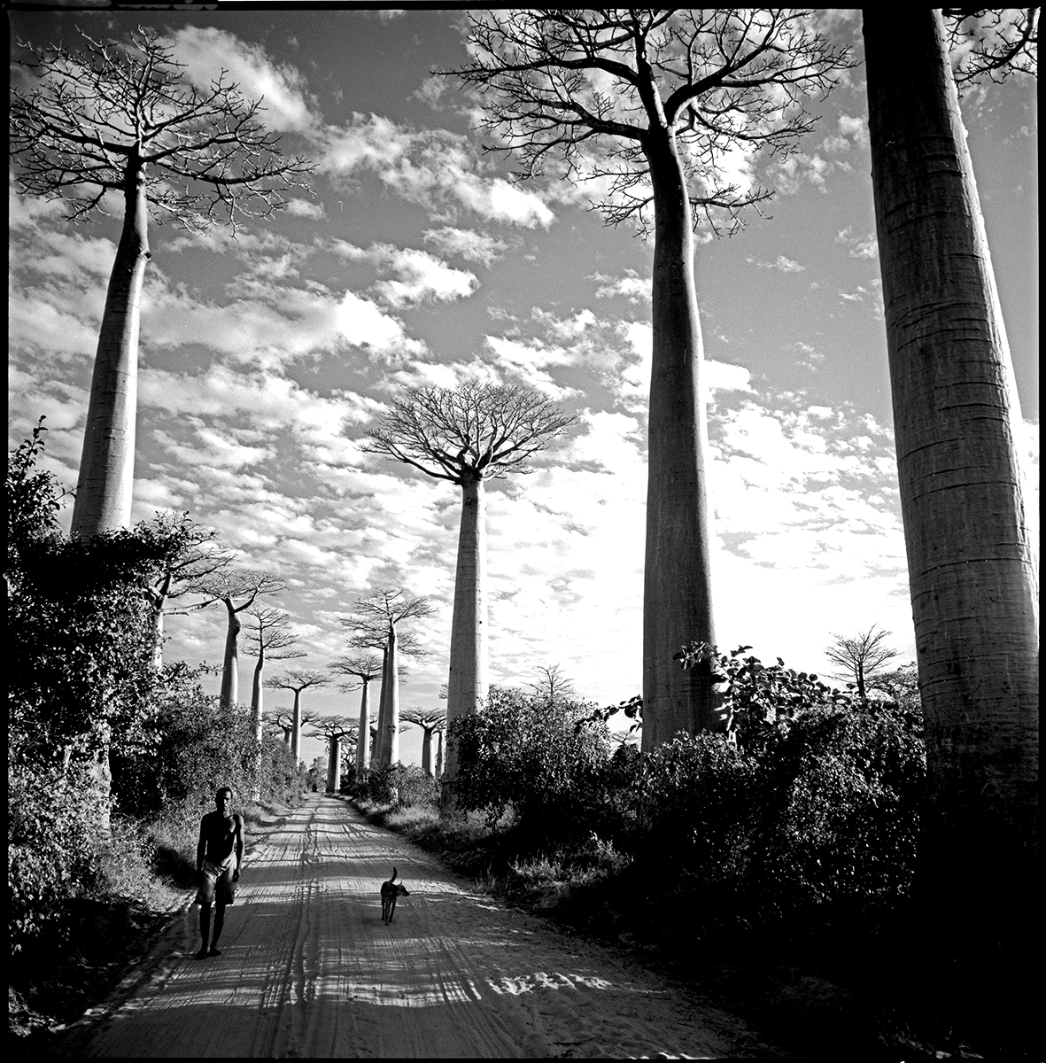 Baobaballee Madagaskar 2002 .